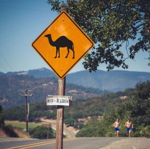 welcome to camel country